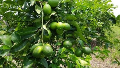 Destaca UBPC Comandante Pinares por la salud de las plantaciones citrícolas en Sandino