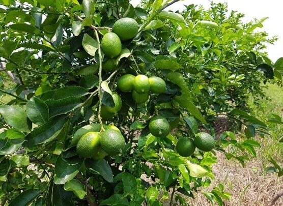 Destaca UBPC Comandante Pinares por la salud de las plantaciones citrícolas en Sandino