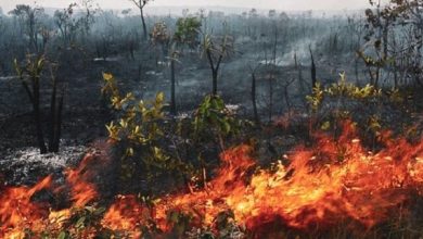 Analistas consideran que el incendio en Amazonía augura para el planeta una crisis mediambiental. Foto/TeleSur