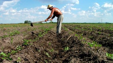 Obliga Campaña de Frío a trabajar a un ritmo intenso en Sandino