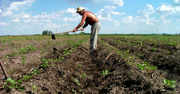 Obliga Campaña de Frío a trabajar a un ritmo intenso en Sandino