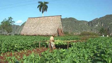 siembra tabaco pinar