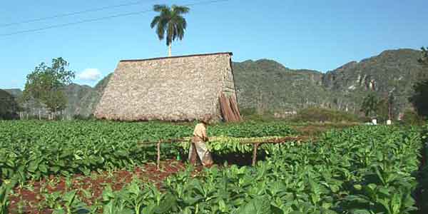 siembra tabaco pinar