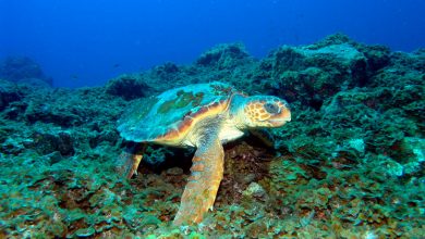 Monitoreo de tortugas marinas en Guanahacabibes