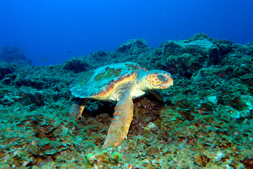 Monitoreo de tortugas marinas en Guanahacabibes