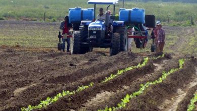 Producción de alimentos en Sandino, el mayor de los desafíos