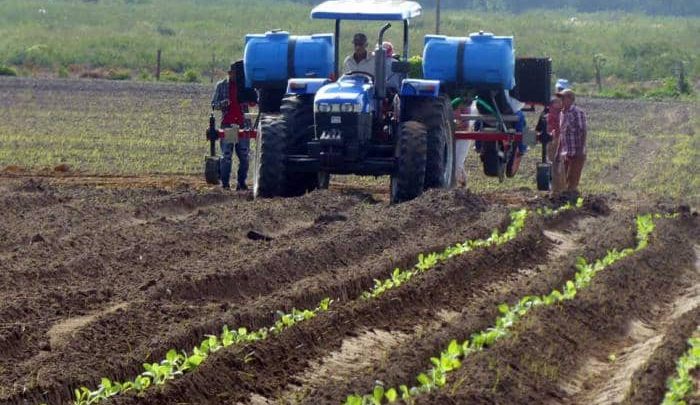 Producción de alimentos en Sandino, el mayor de los desafíos 