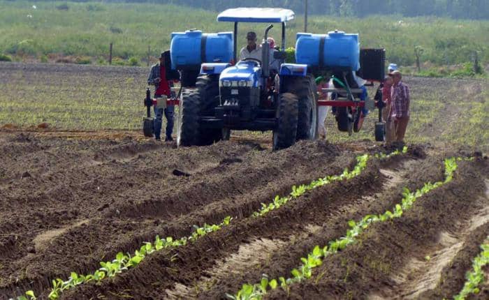 Producción de alimentos en Sandino, el mayor de los desafíos
