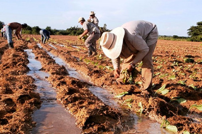 campaña tabaco pinar
