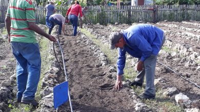 Directivos de la Granja Urbana apoya labores productivas en el organopónico Pedro Saidén