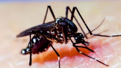 El autofocal familiar sigue siendo la vía más efectiva contra el mosquito