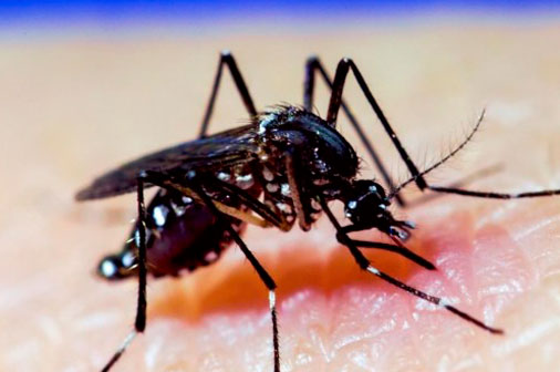 El autofocal familiar sigue siendo la vía más efectiva contra el mosquito