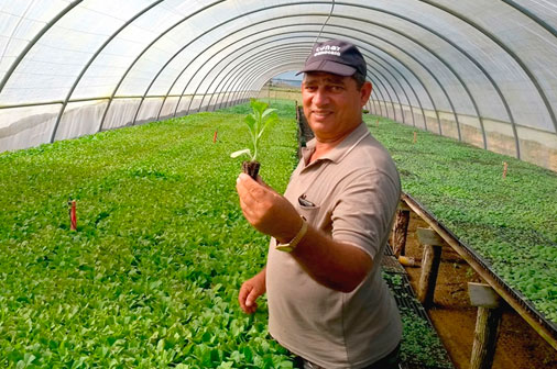 La siembra en bandeja es una de las técnicas que garantiza un buen rendimiento.