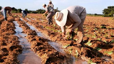 Inició siembra de tabaco en Pinar del Río