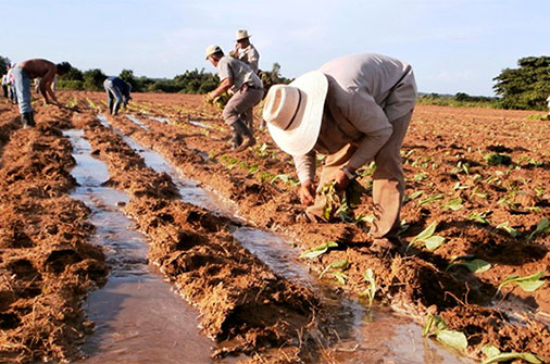Inició siembra de tabaco en Pinar del Río