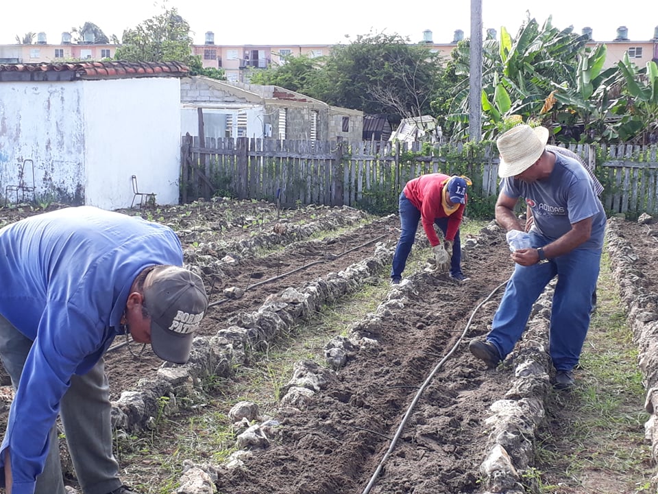 Agricultura Urbana, Suburbana y Familiar modalidad que acerca los alimentos a la familia sandinense