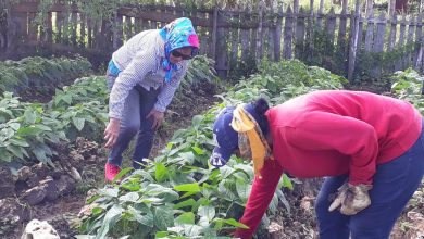 Laboran productores en la campaña de frío