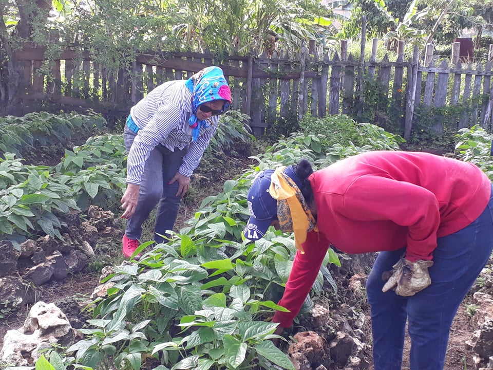 Laboran productores en la campaña de frío