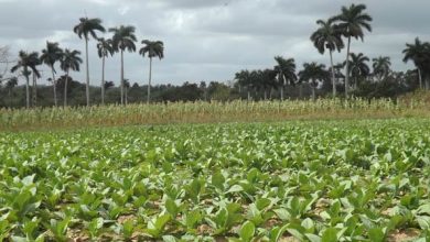 estructuras productivas siembra tabaco pinar