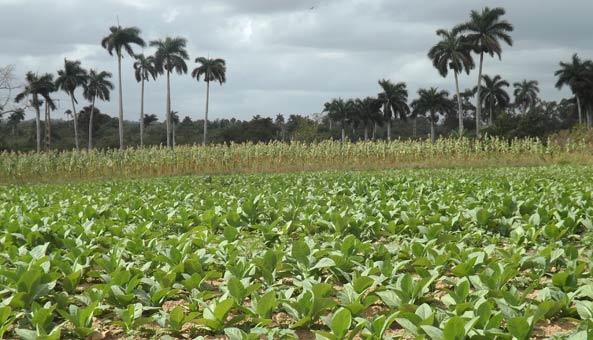 estructuras productivas siembra tabaco pinar