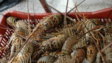 Incumple plan de captura de la langosta la UEB de pesca Valentín Valdés de Cortés en Sandino