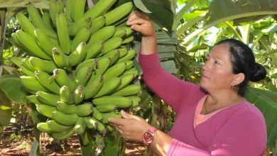 Cultivo del plátano, realidad y compromiso en Sandino