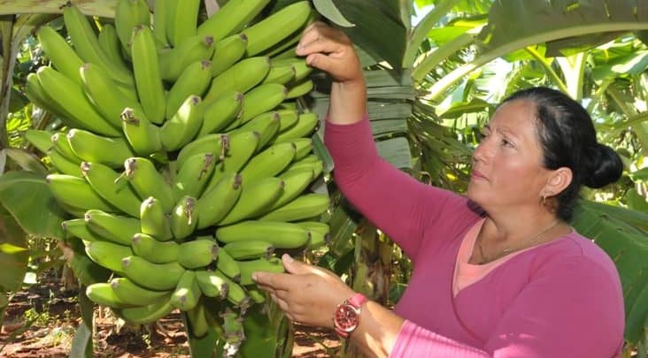 Cultivo del plátano, realidad y compromiso en Sandino