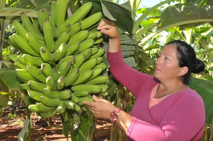 Cultivo del plátano, realidad y compromiso en Sandino