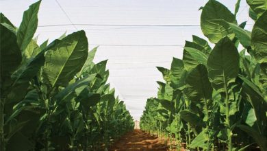 Congreso de Tabaco llega a Pinar del Río