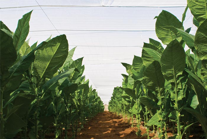 Congreso de Tabaco llega a Pinar del Río