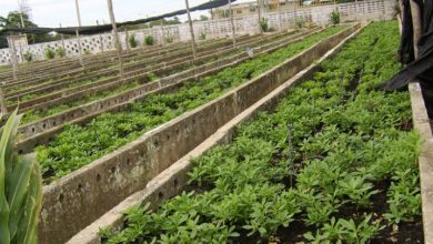 Produce alimentos para el pueblo organopónico El Tomate de Sandino