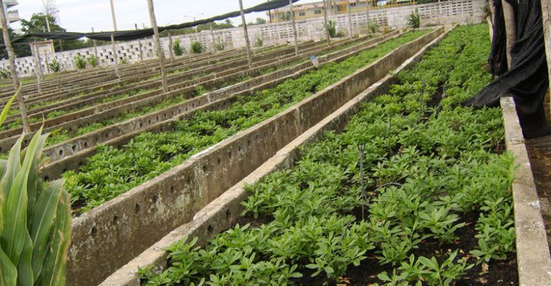 Produce alimentos para el pueblo organopónico El Tomate de Sandino