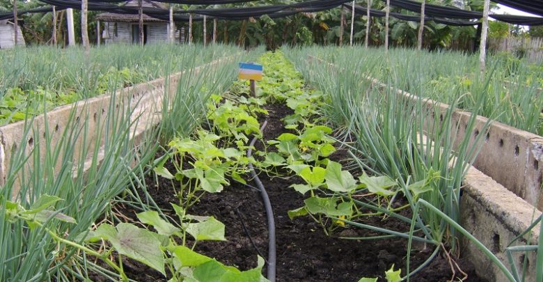 Exhibe buena producción de alimentos de ciclo corto organopónico El Tomate de Sandino