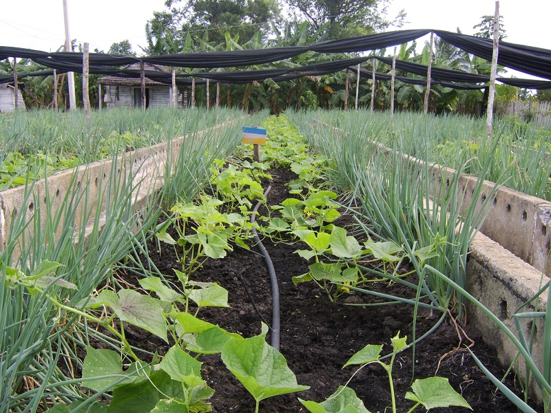 Exhibe buena producción de alimentos de ciclo corto organopónico El Tomate de Sandino