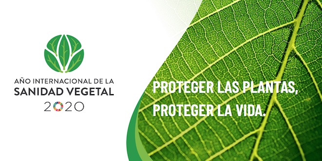 Inicia en Sandino concurso municipal de Sanidad Vegetal