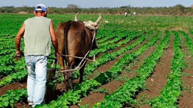 Pinar del Río determina acciones para cultivar alimentos demandados en autoabastecimiento
