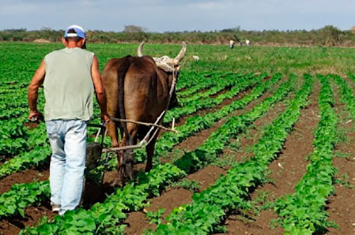 Pinar del Río determina acciones para cultivar alimentos demandados en autoabastecimiento