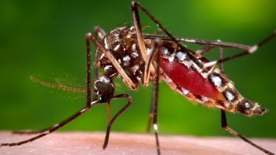 mosquito aedes aegypti sandino