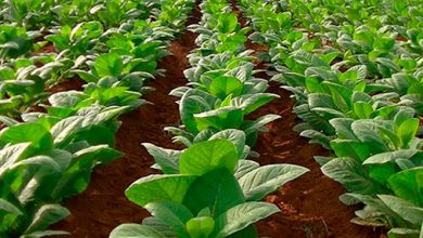 Concluyen en Pinar del Río siembras de tabaco Virginia