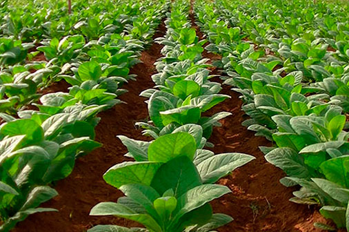 Concluyen en Pinar del Río siembras de tabaco Virginia