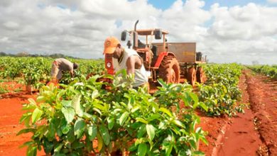 Agricultura en Pinar del Río implementa adecuaciones ante COVID-19