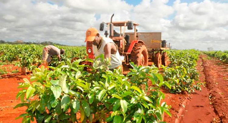 Agricultura en Pinar del Río implementa adecuaciones ante COVID-19