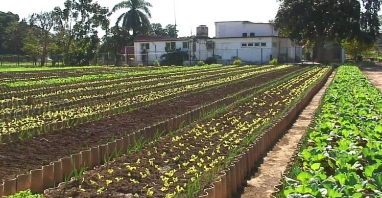 Agricultura urbana Suburbana y Familiar en Sandino