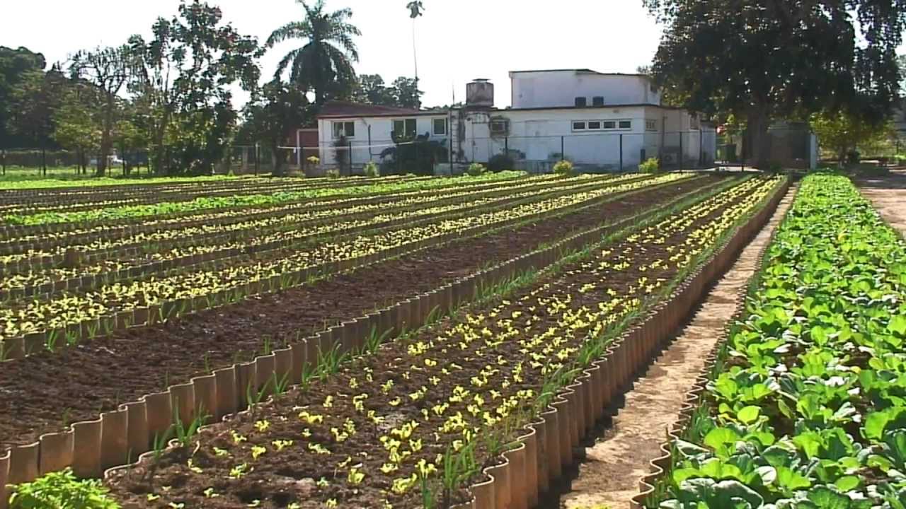 Agricultura urbana Suburbana y Familiar en Sandino