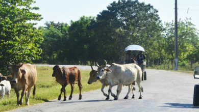 Alertan sobre animales sueltos en la vía pública en Sandino