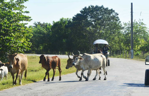 Alertan sobre animales sueltos en la vía pública en Sandino