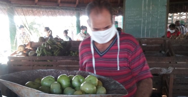 Inciden bajos niveles productivos, en el autoabastecimiento municipal en Sandino