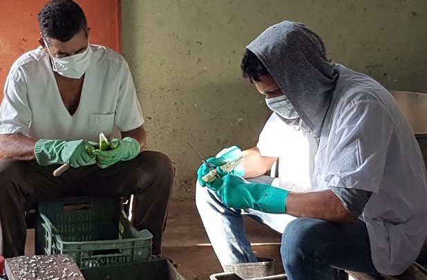 Centro de Elaboración en Sandino promueve nuevas medidas para elevar producción de alimentos