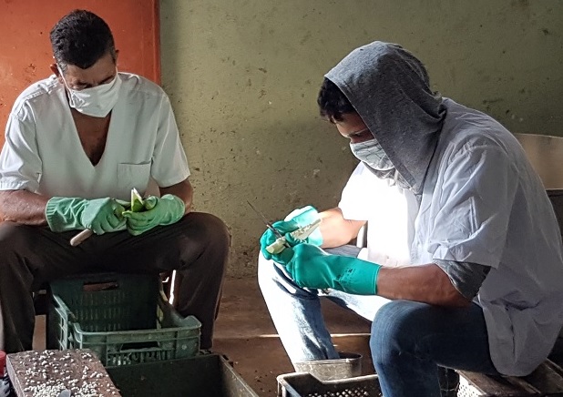 Centro de Elaboración en Sandino promueve nuevas medidas para elevar producción de alimentos