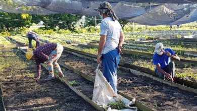 Producción de alimentos en semiprotegido de Sandino